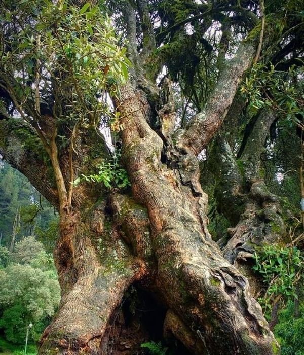 Diseño sin título (13)