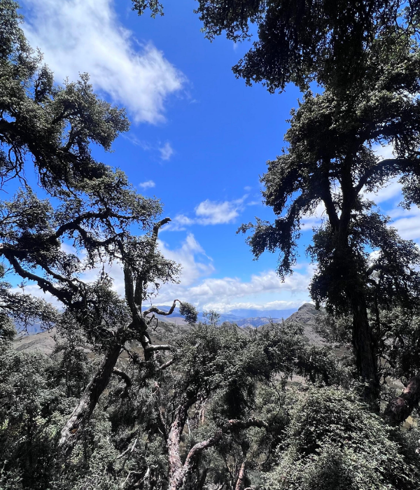 ¿Qué debo llevar (21)