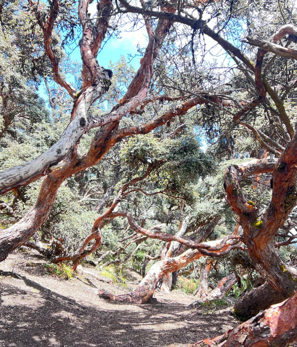 ¿Qué debo llevar (22)